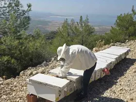 Söke’de arılı kovan tespit çalışmaları sürüyor

