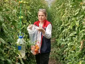 Söke’de domateslerde hasat öncesi pestisit denetimi

