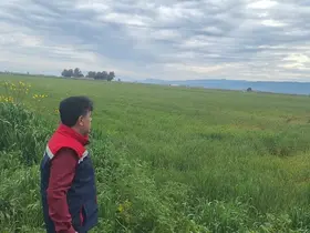 Söke’de hububat ekili araziler denetlendi
