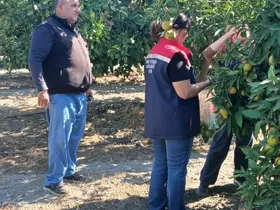 Söke’de tarım ürünlerinde pestisit denetimi
