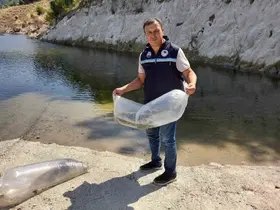 Soma’da baraj ve göletlere 250 bin yavru sazan bırakıldı
