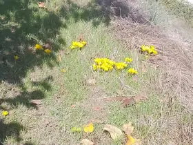 Sonbaharda açan çiğdemler görenleri şaşırttı
