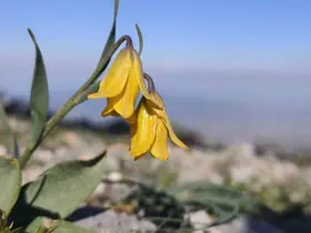 Spil’in zirvesinde açan nadir güzellik
