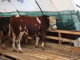 Sultangazi Belediyesi Kurban Alanı’nda bayram hareketliliği
