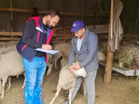 Sürdürülebilir Koyun Projesi çerçevesinde işletme denetimleri sürüyor
