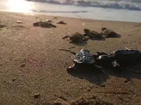 Sürpriz yuvadan 67 caretta caretta yavrusu çıktı
