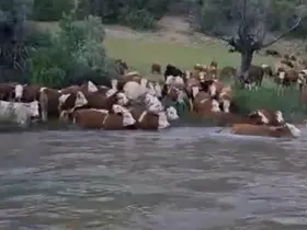 Sürü halinde suya girdiler, Kelkit Çayı’nı yüzerek geçtiler

