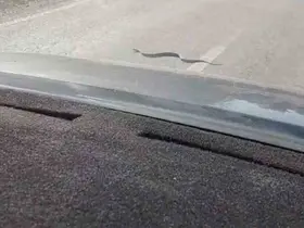 Sürücü ve yolcuların yol üstündeki yılanla ilginç anları cep telefonu kamerasına yansıdı
