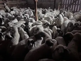 Sürülerde bahar hareketliliği: Kuzular annelerini böyle buldu
