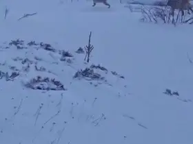 Sürüye saldıran kurt kangal köpeği tarafından engellendi
