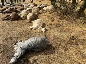 Sürüye yıldırım isabet etti: 36 küçükbaş hayvan telef oldu

