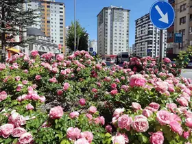 Talas’ta çiçek yılında sahne güllerin
