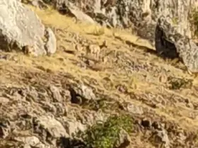 Tarihi Harput Mahallesi’nde dağ keçileri görüldü
