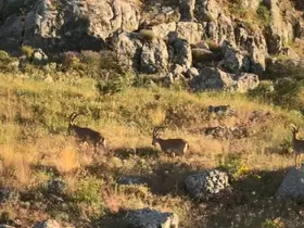Tarihi Harput’ta dağ keçileri görüldü

