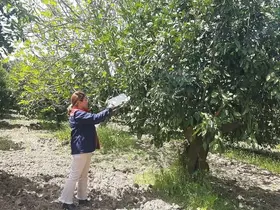 Tarım arazilerinde hastalık ve zararlı mesaisi
