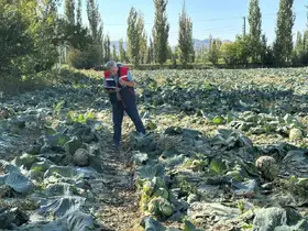 Tarım ürünlerinin tarladaki kalite kontrolleri devam ediyor
