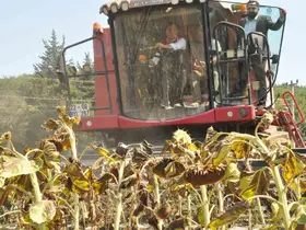 Tarım ve Orman Bakan Yardımcısı Gizligider Edirne’de ayçiçeği hasadına katıldı
