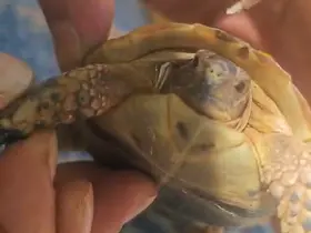 Tarlada boyun kısmına diken batan yavru kaplumbağaya şefkat eli
