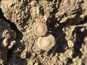 Tarladan bakliyat değil fosil fışkırdı
