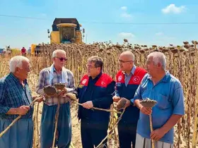 Tarsus’ta ayçiçeğinde 4 bin 485 ton rekolte bekleniyor
