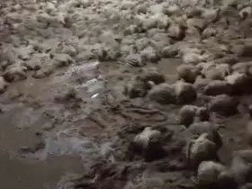 Taşkın kümesi vurdu, çok sayıda tavuk telef oldu
