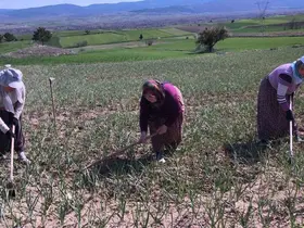 Taşköprü sarımsağı tarlalarındaki zararlı otları tek tek topluyorlar
