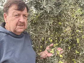 Tavşan Yüreği zeytinini dünya sahnesine çıkarmaya hazırlanıyor
