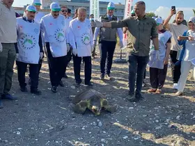 Tedavisi tamamlanan 3 deniz kaplumbağası yeniden denizle buluştu
