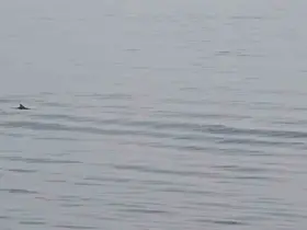 Tekirdağ açıklarında yunuslardan görsel şölen
