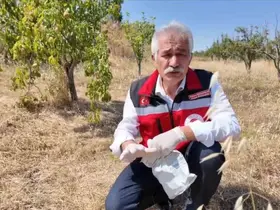 Tekirdağ’da çiftçiye tarla faresine karşı zamanında mücadele çağrısı
