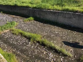 Tekirdağ’da gölde toplu balık ölümleri yaşandı
