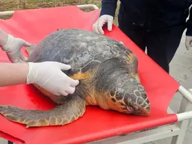 Tekirdağ’da ölü bulunan caretta caretta incelemeye alındı
