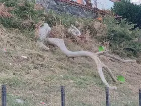 Tekirdağ’da poyraz ağaçları devirdi
