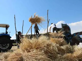 Tercan’da hububat tarlalarında hasat başladı
