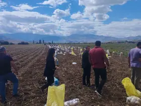 Tercan’da patates hasadı başladı

