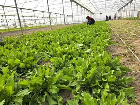 Tere ve roka üretilen seralardan denetim
