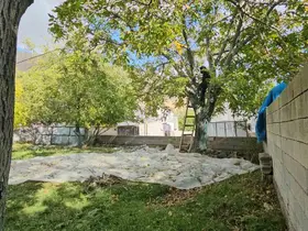 Tescilli Adilcevaz cevizinde hasat mesaisi devam ediyor
