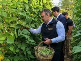 Tescilli Pazaryeri Boncuk Fasulyesi’nde hasat sezonu başladı
