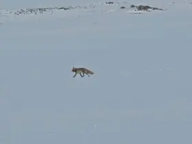 Tilkiler yol kenarında yiyecek aradı
