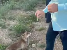 Tilkiyle dostluk kameraya yansıdı
