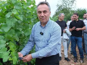 TOGÜ bağlarında sezonun ilk üzüm hasadı yapıldı
