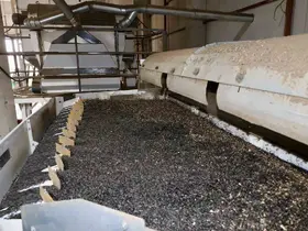 Tohumluk ayçiçeğinde üretim süreci sahada takip ediliyor
