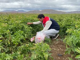 Tohumluk patates üretim alanlarında karantina kontrolü yapıldı
