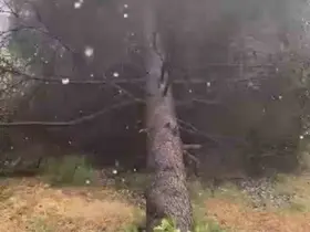 Tokat’ta fırtınada ağaçlar devrildi
