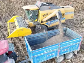 Tomarza’da ayçiçeği hasadı başladı

