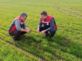 Tomarza’da zirai don uyarısı sonrası saha kontrolleri devam ediyor
