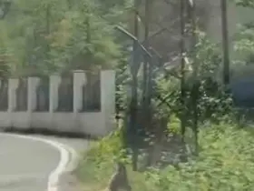 Trabzon’da ilk kez görüntülendi; Çengel boynuzlu dağ keçisi yavrusu karayoluna indi
