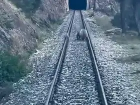 Tren yoluna çıkan ayılar panikle kaçıştı
