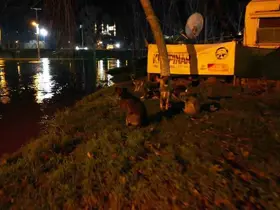 Tunca Nehri taştı: Suyla dolan Sarayiçi güreş alanında köpekler mahsur kaldı
