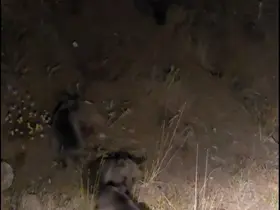 Tunceli’de anne ayı ve 3 yavru görüntülendi

